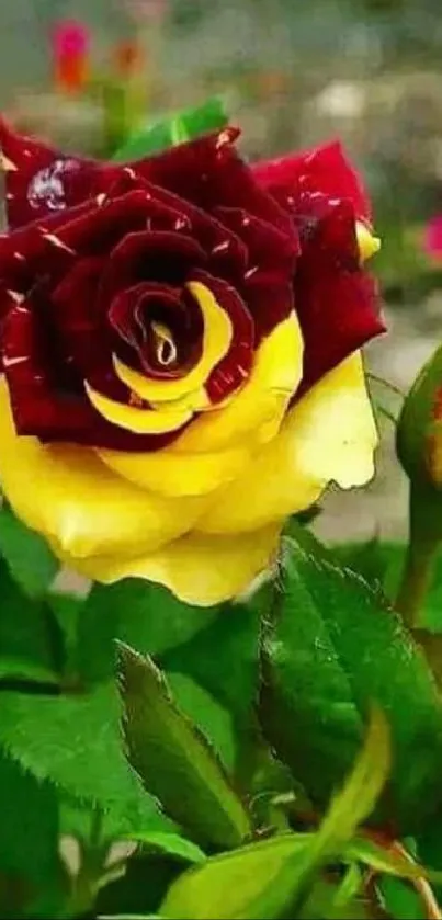 Close-up of a rose with red and yellow petals against a green leafy background.