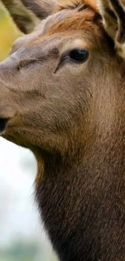 Close-up of a majestic elk in nature, showcasing its serene profile.