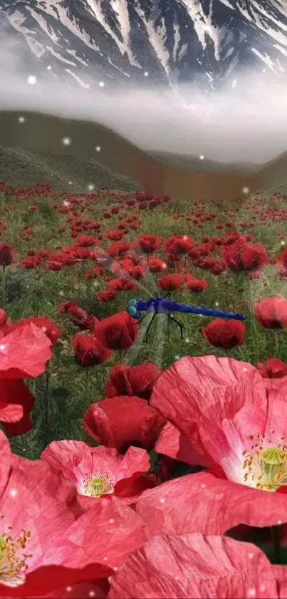 Red poppies in bloom with mountains and mist in the background.