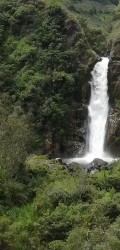 Captivating waterfall in lush green forest mobile wallpaper.