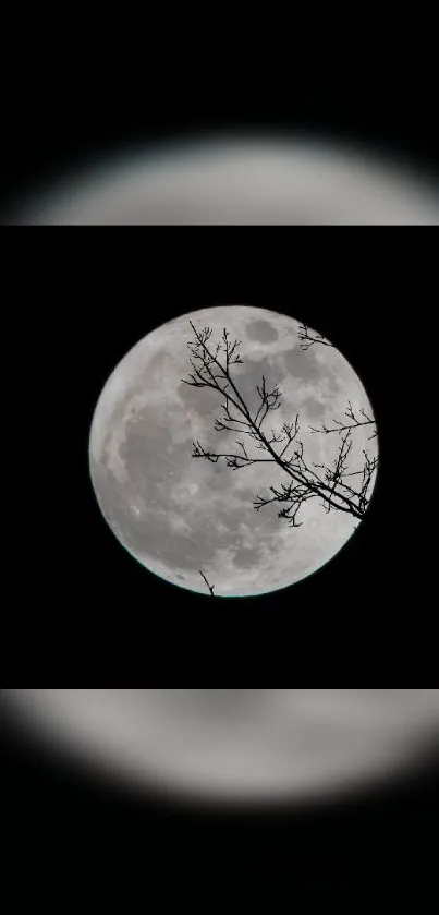 Full moon with silhouetted branches against a dark night sky.