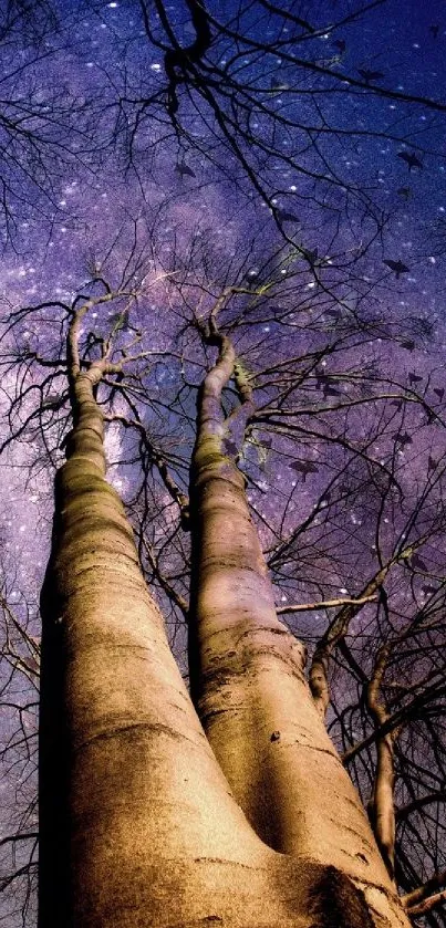 Towering trees under a galaxy night sky with stars.