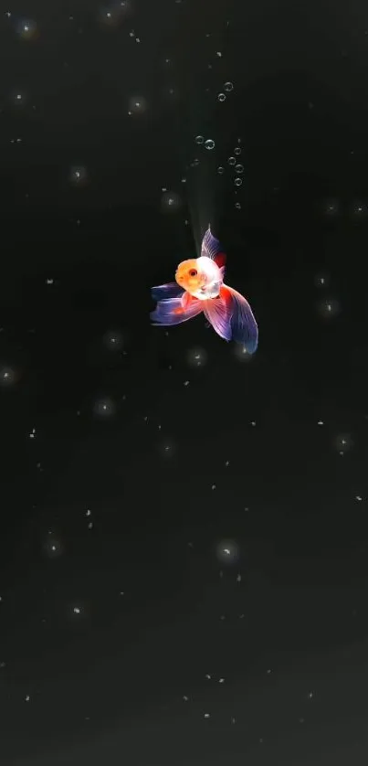 Colorful goldfish swimming against a dark background in mobile wallpaper.