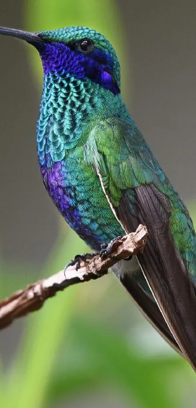 Vibrant green hummingbird perched on a branch with striking plumage.