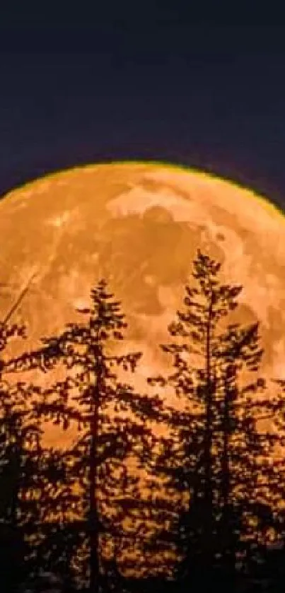 Orange harvest moon behind trees at night sky.