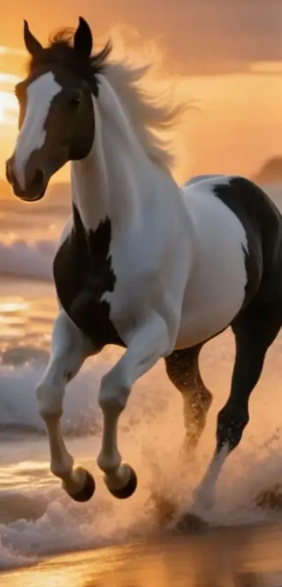 Horse galloping through waves at sunset beach.