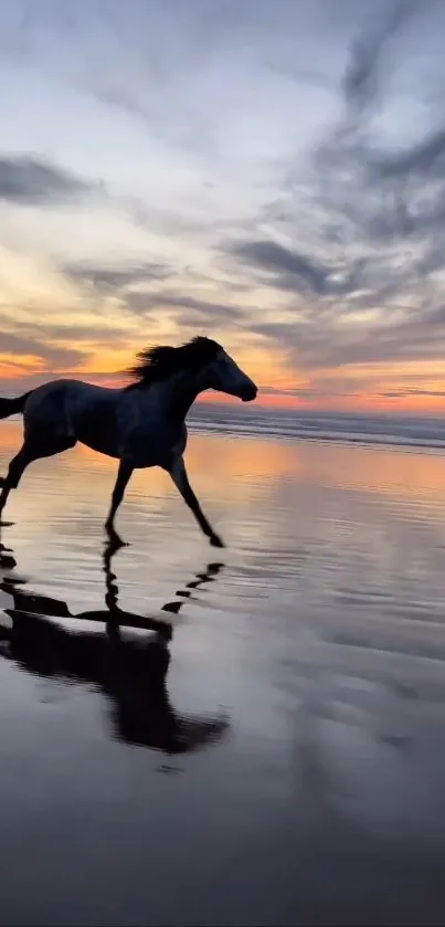 Horse running on beach at sunset with reflection on wet sand.