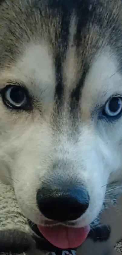 Close-up of a beautiful husky with blue eyes, suitable for phone wallpaper.