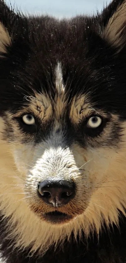 Close-up of a husky with intense blue eyes and detailed black and white fur.