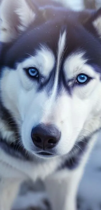 Close-up of a husky dog with blue eyes and snowy background for mobile wallpaper.