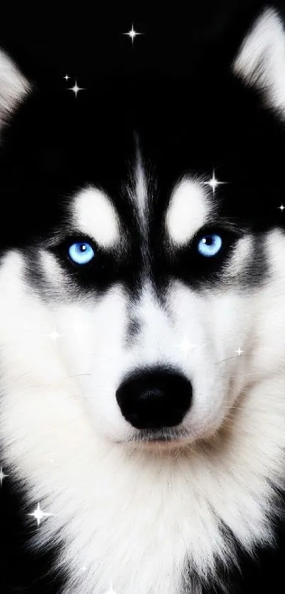 Majestic husky with blue eyes on a black background, perfect for mobile wallpaper.