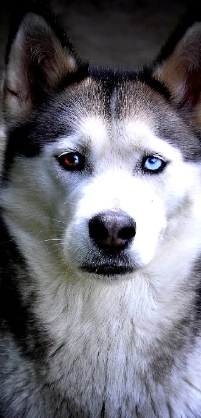 Husky with one blue and one brown eye on a phone wallpaper.