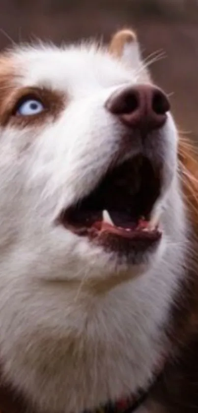 Close-up of a Siberian Husky with striking blue eyes and fluffy brown fur.