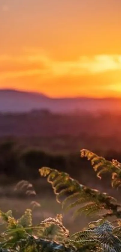 Sunset over West Cork in Ireland with vibrant orange sky and lush greenery.