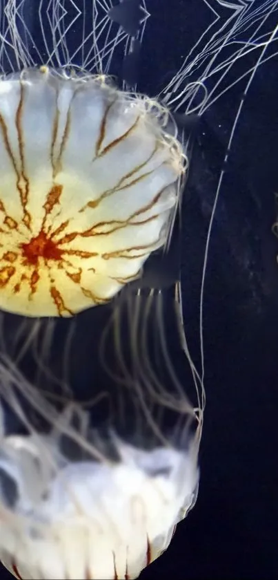 Vibrant jellyfish against dark blue background.