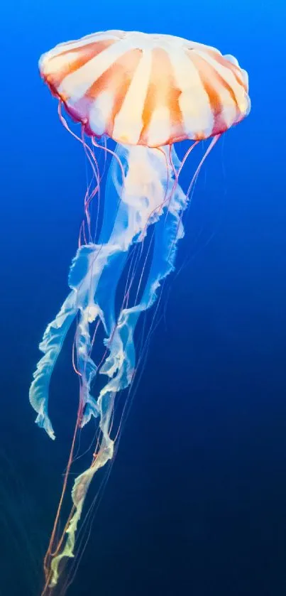 Graceful jellyfish floating in deep blue ocean, perfect for mobile wallpaper.