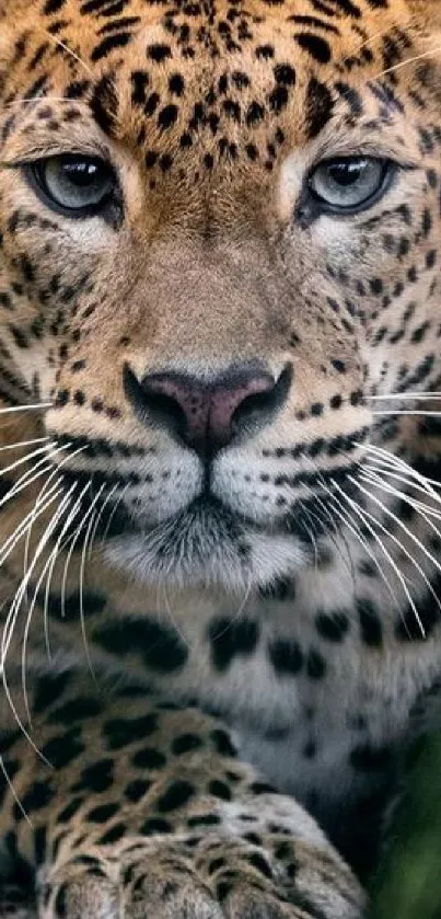 Close-up of a leopard's face showcasing its captivating gaze and spotted fur.