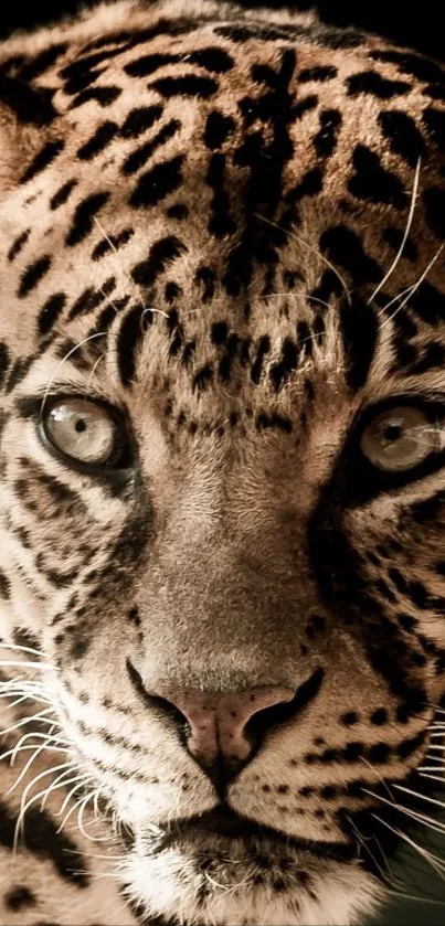 Close-up of a leopard on a mobile wallpaper, showcasing its fur and intense gaze.