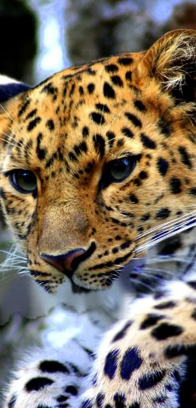 Close-up of a leopard's face showcasing its striking fur pattern and intense gaze.