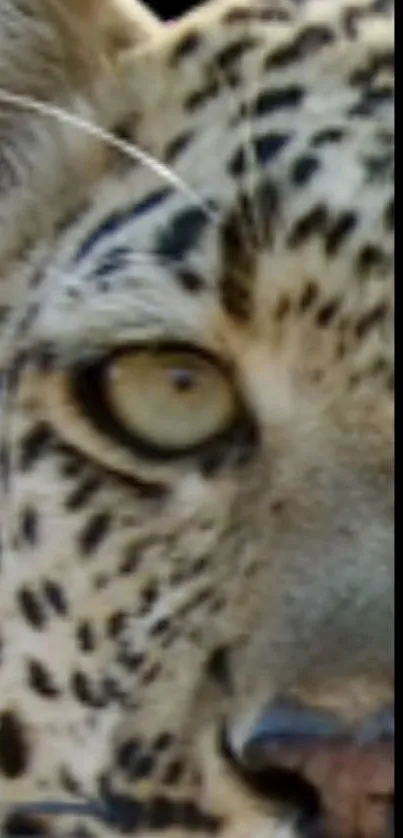 Close-up of a leopard's eye in detailed wallpaper design.