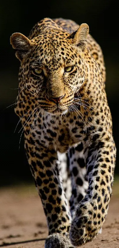 Majestic leopard walking on a dirt path, captured in vibrant detail.