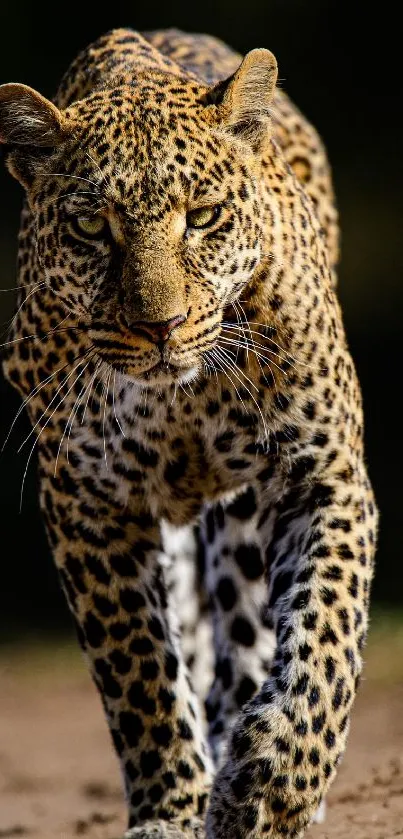 Majestic leopard walking in natural habitat wallpaper.