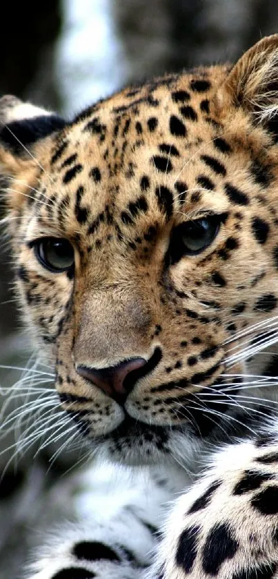 Close-up of a leopard with intense eyes in a natural setting.