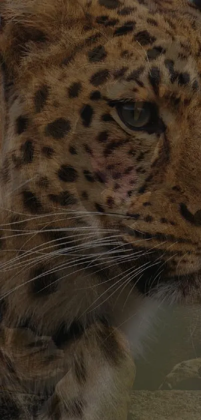 Close-up of a leopard face with intricate spots and intense gaze on a mobile wallpaper.