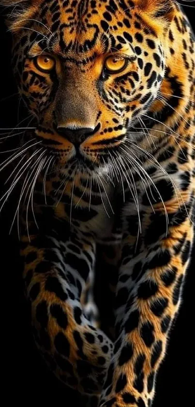 Majestic leopard walking on black background