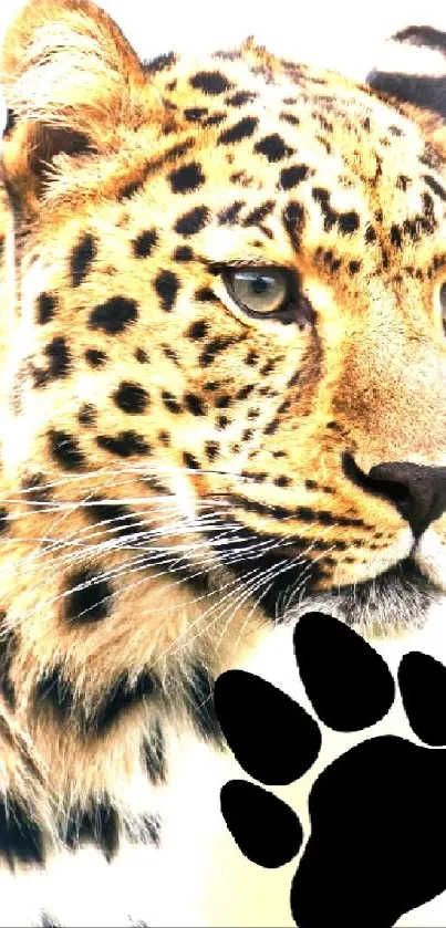 Majestic leopard with a black paw print on a mobile wallpaper.