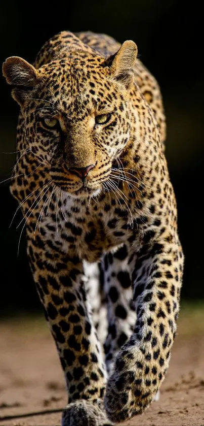 Leopard walking on dirt path with intense gaze and beautiful spotted fur.