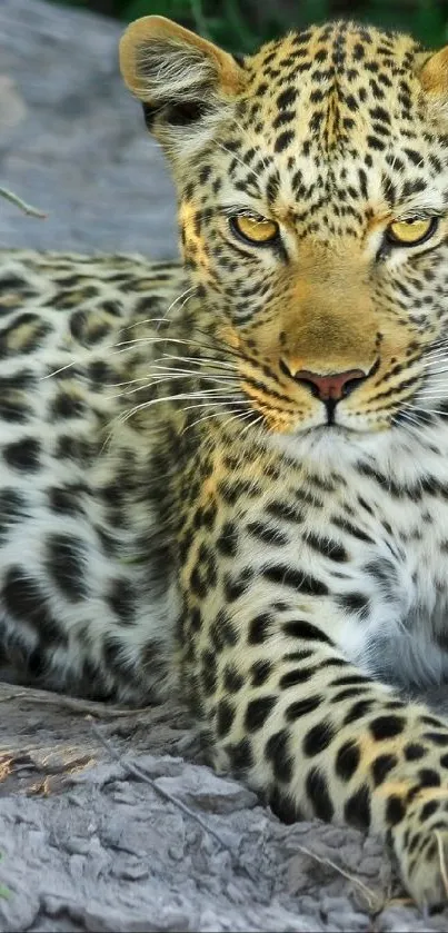 Leopard rests on tree with green foliage in scenic mobile wallpaper.