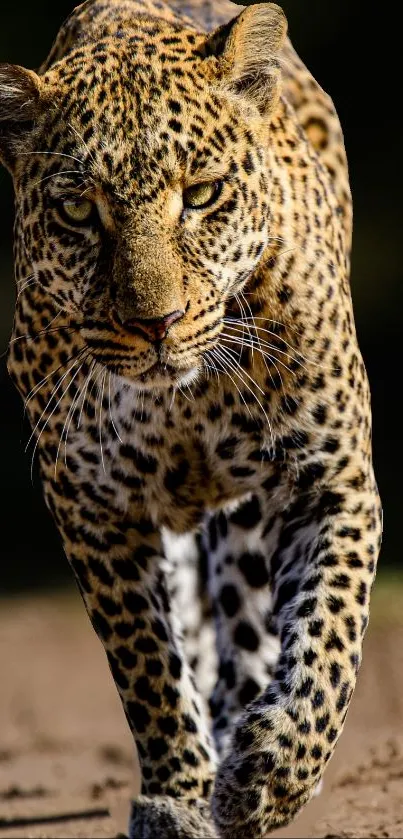 Majestic leopard walking in natural habitat, captured beautifully.