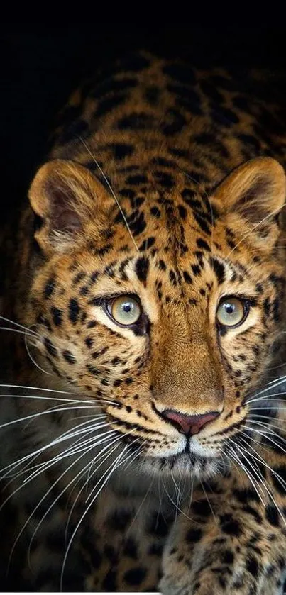 Close-up of a leopard with striking spots.