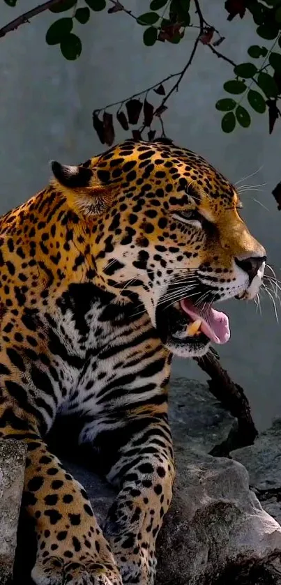 Golden leopard resting on rocks in the jungle.