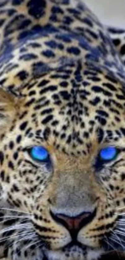 Leopard with blue eyes in close-up wallpaper