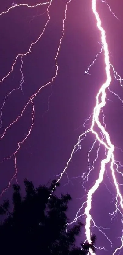 Dramatic lightning strike lighting up a purple sky over dark tree silhouettes.