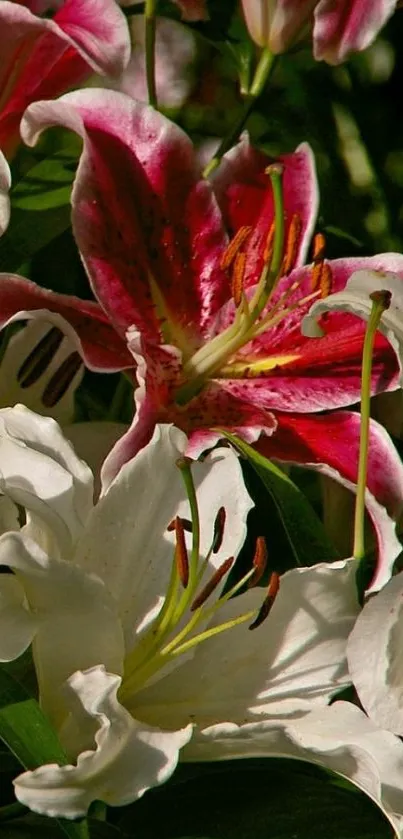 Beautiful wallpaper featuring vibrant and elegant lilies in bloom.