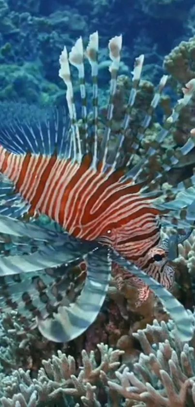 Lionfish gracefully swimming over coral reef with vibrant colors.