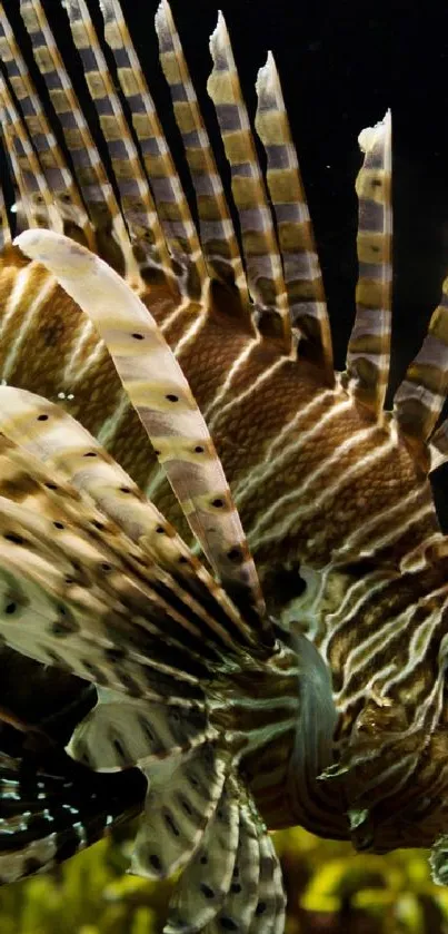 Lionfish with vibrant stripes in a stunning underwater setting.