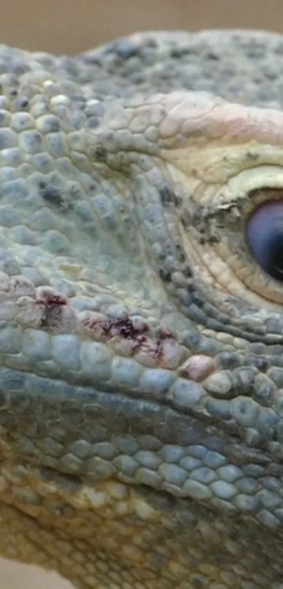 Close-up of a lizard's detailed scales and eye showcasing intricate patterns.