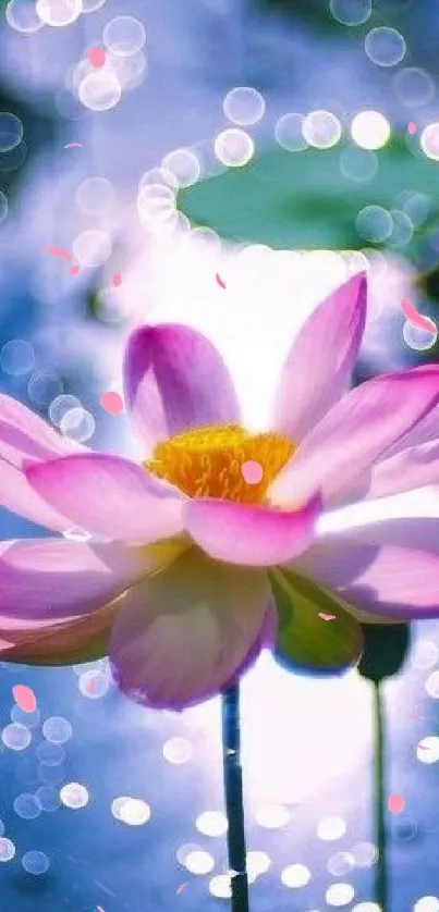 Vibrant pink lotus flower with bokeh and blue water background.