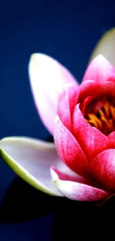Vibrant pink lotus flower on dark background mobile wallpaper.