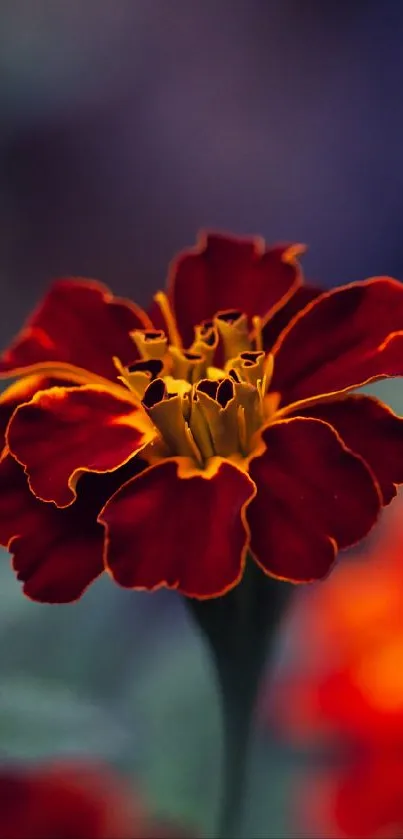 Close-up of vibrant marigold flower on a blurred background.