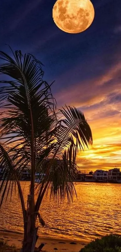 Moonlit beach and palm trees at sunset.