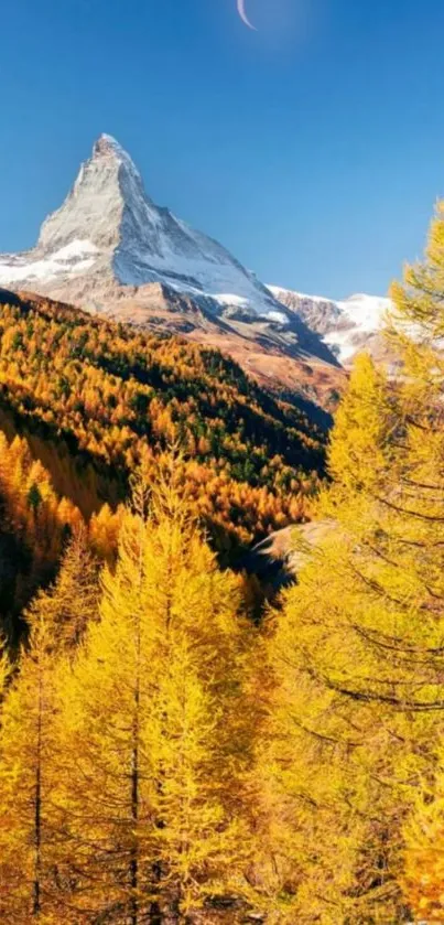 Autumn mountain scene with golden trees and clear sky.