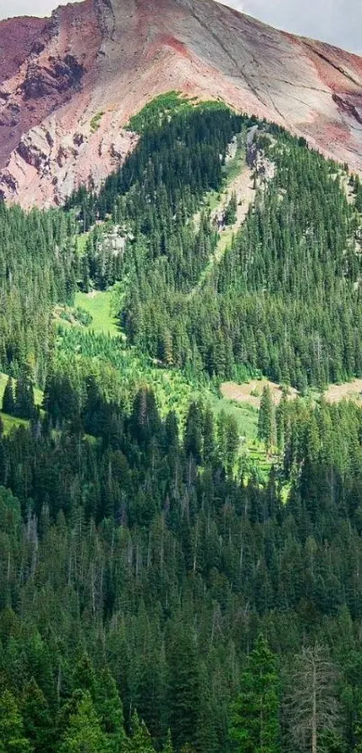 Mobile wallpaper featuring a green forest with a mountain backdrop.