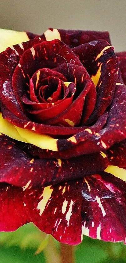 Multicolor rose with burgundy and yellow petals.