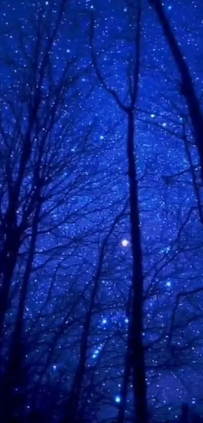 Starry night sky with trees silhouetted against dark blue background.