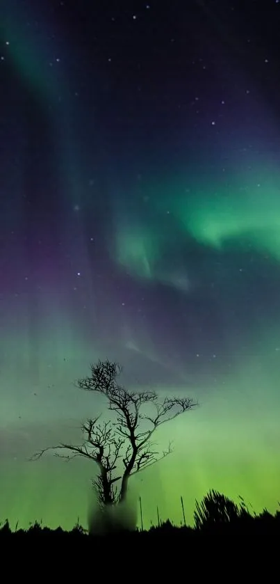 Stunning Northern Lights with tree silhouette and vibrant green sky.